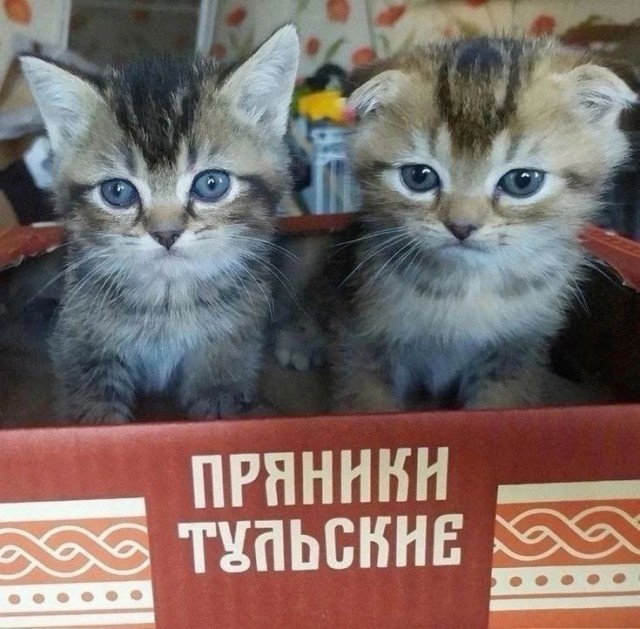Веселые картинки в понедельник (18.08)