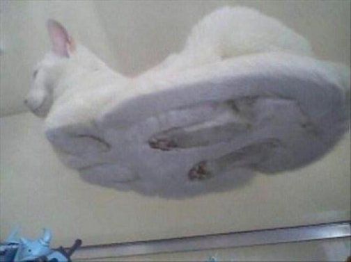 Котейка, который не знает как лежат котейки