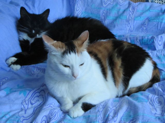 Котовторник  10.12.2013