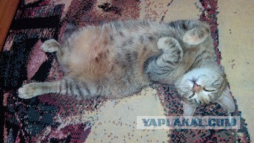 Котовторник 25.02.2014