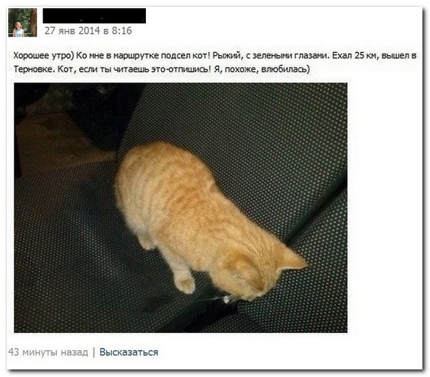 Комментарии из Сети
