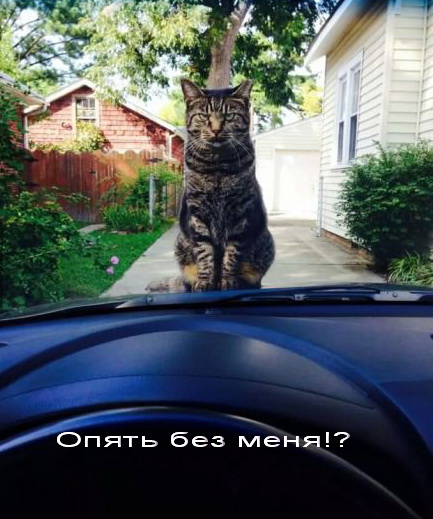 Котовторник 30.09.2014