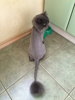 Котовторник 2.12.14