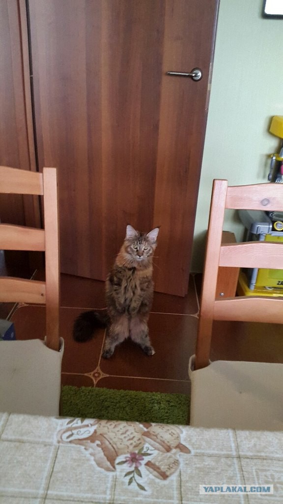 Котовторник