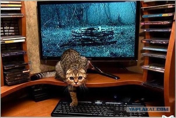 Котовоскресенье