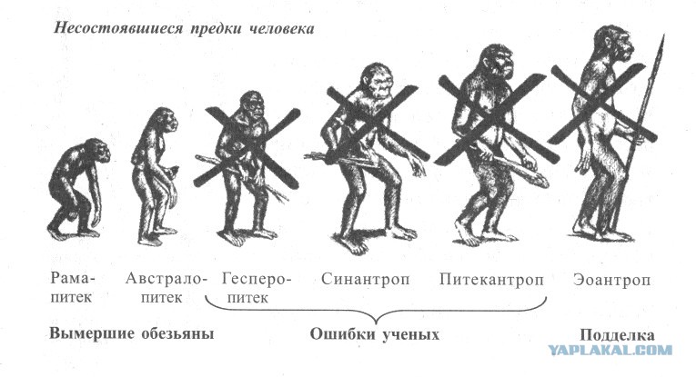 происхождение человека. картинки онлайн происхождение человека. картинки