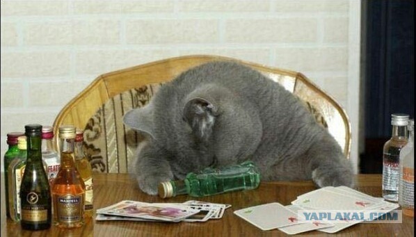 Как спят кошки....