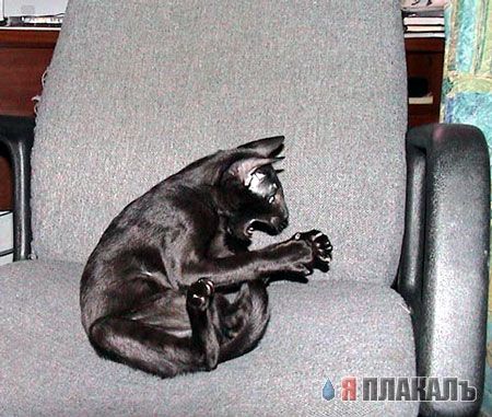 Коты, кошки, котята