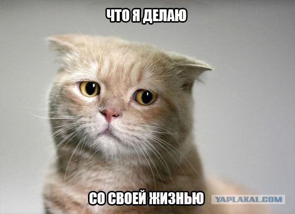 21 преимущество жизни с котом