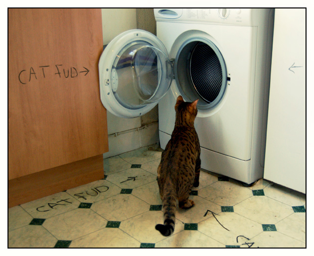 Коты, кошки, котята