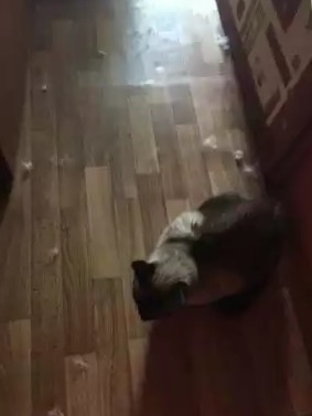 Кошачий ММА. Лига полутяжеловесов