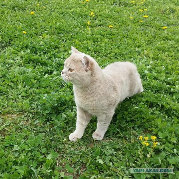 Котовторник 11.10.2016