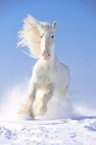 Самые смешные животные