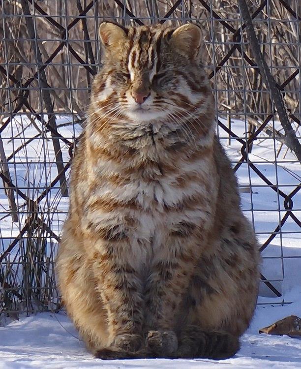 Коты из сети