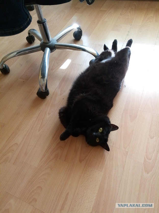 Котовторник 23/05/2017