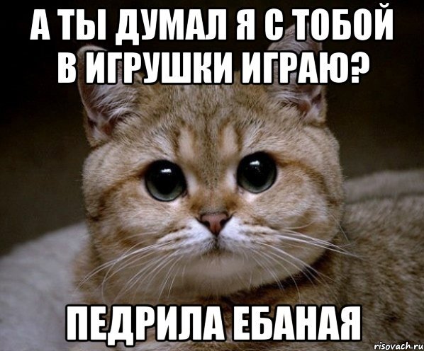 Не стоит говорить коту: "Нет!"