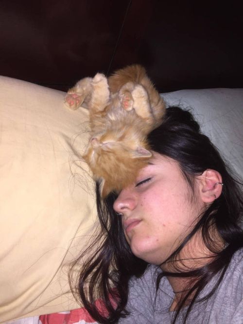 Коты и Кошки