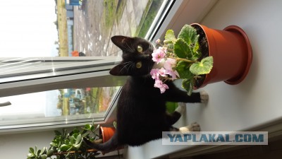 Котовторник  05.12.2017