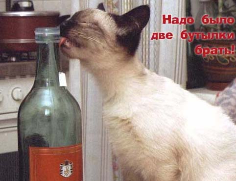 Котомет на вторник (15.04.2008)