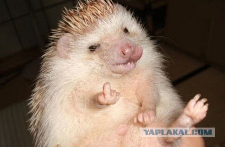 А ты поделился с Ежиком?!