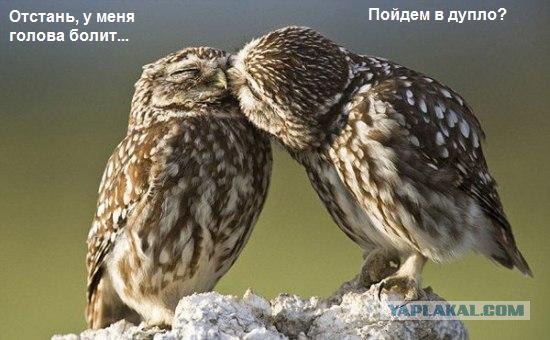 Сова да любовь