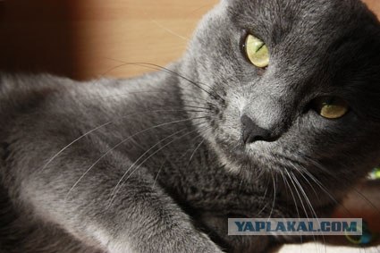 Котовторник 24.04.2012