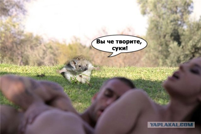 Фотожаба: Тут медвед не проходил?