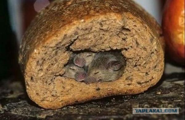 Женщины за рулем (видео)