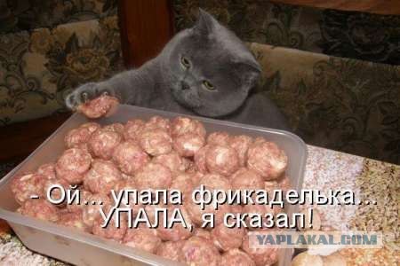 Котейка проголодался