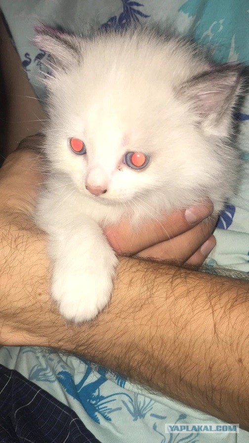 Без кота жизнь не та