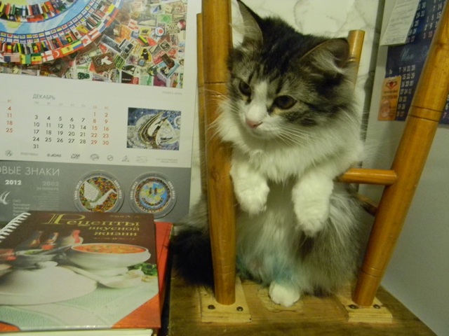 Котовторник 16.04.2013
