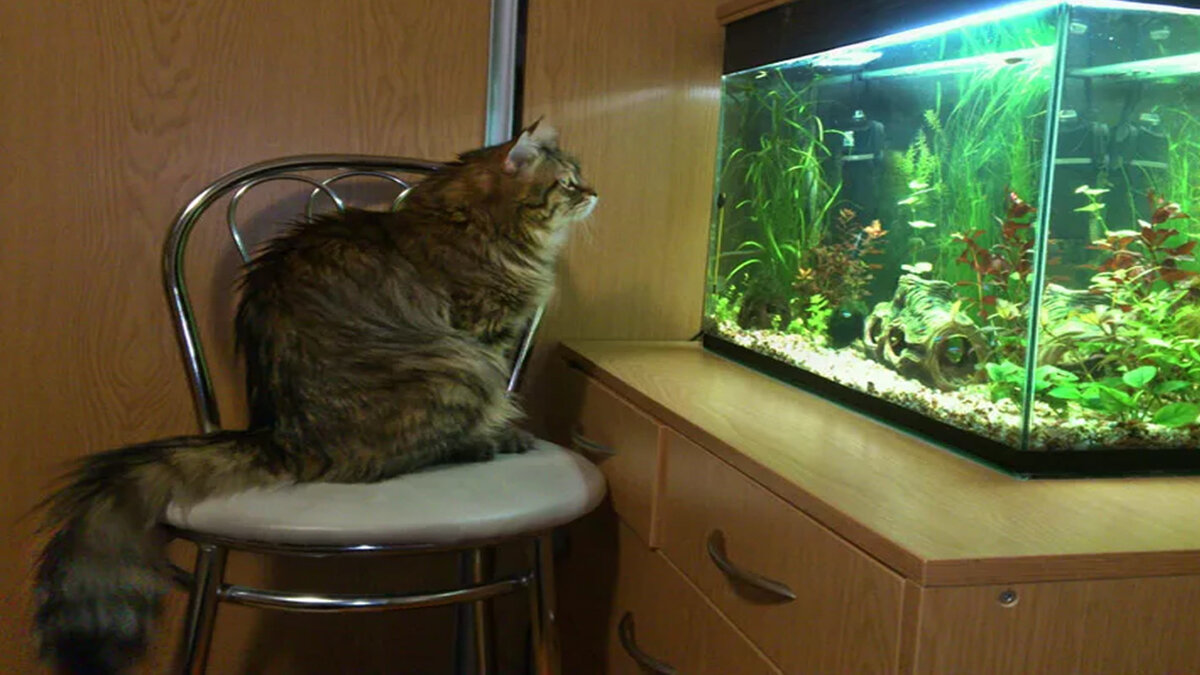 Наблюдать за рыбками. Кот и рыбка в аквариуме. Аквариум с кошкой. Кот около аквариума. Кот перед аквариумом.