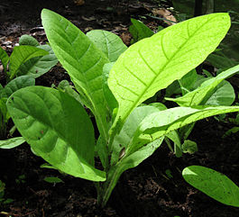 В следующем году цены на сигареты подскочат на 50%