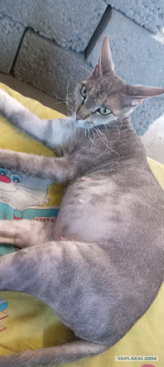 Тёплое, лаповое к котовторнику.