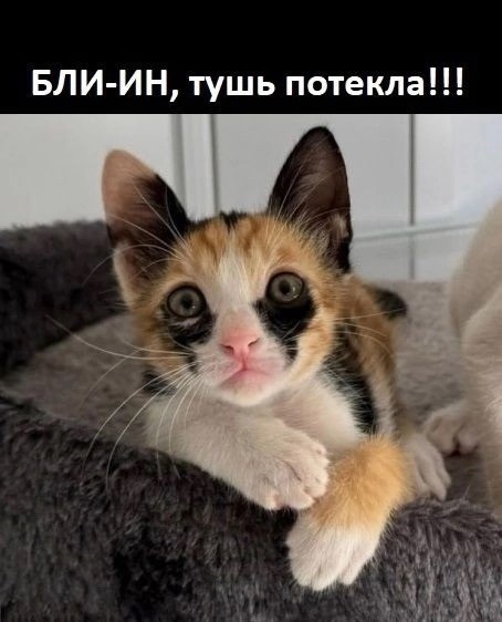 К котовторнику: подборка картинок-баянов с котиками и про котиков. Выпуск 19.