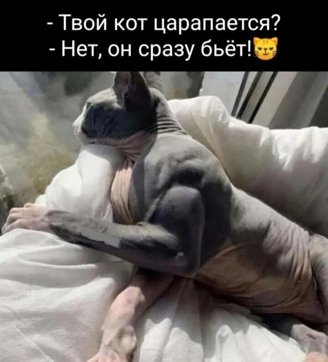 К котовторнику: подборка картинок-баянов с котиками и про котиков. Выпуск 23.