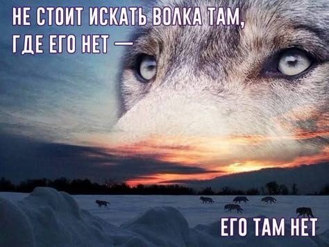 Волк, вцепившийся женщине в лицо, может поплатиться за это жизнью