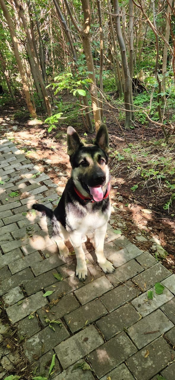 Собакочетверг же, но кошку из фото не выкинешь