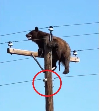 Это вам не котика спасать