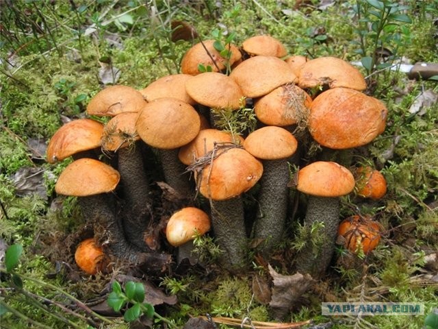 Грибной рай