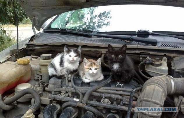 Коты ученых