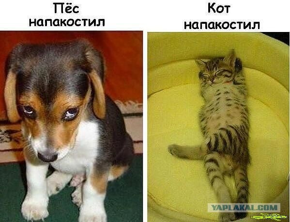 Весёлые картинки. Разбавим будни