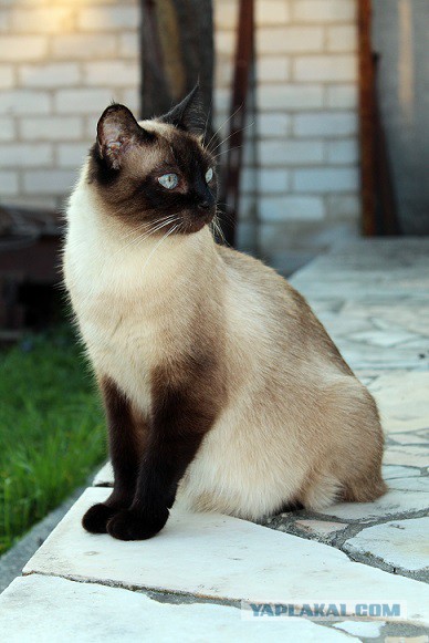 Тайские кошки