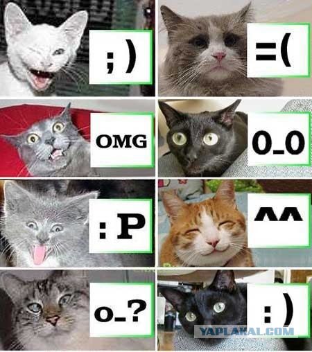 Сравнение выражения эмоций собак и кошек