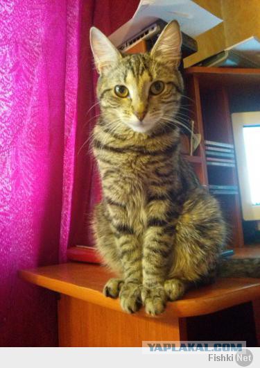 Нашел себе кота на свою голову
