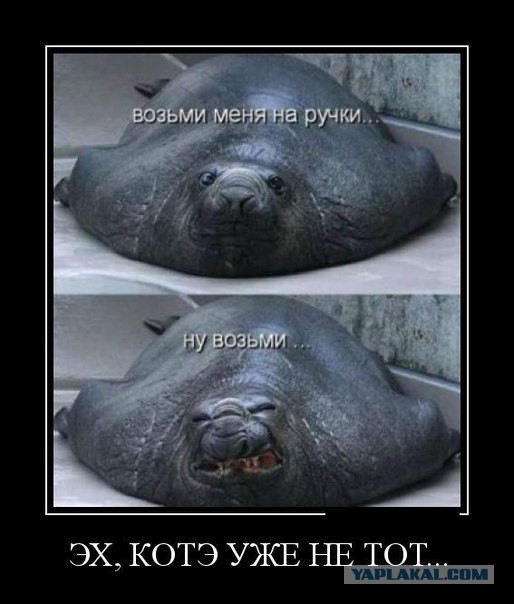 С миру по нитке. Демотиваторов чуть