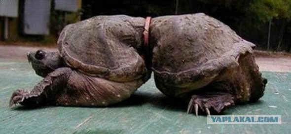 Океан опустошён