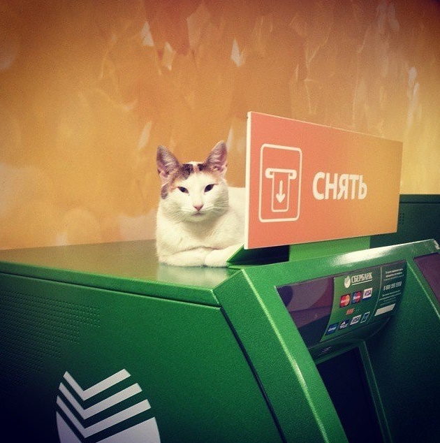 Коты - банкиры
