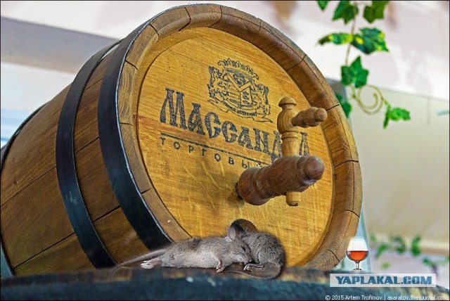 Цены на винную продукцию завода "Массандра"