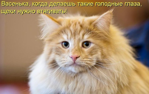 Котовторник 25.08.2015